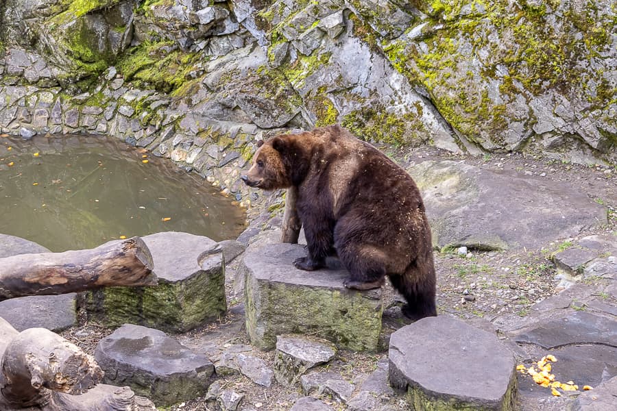 CK小鎮-庫倫洛夫Český Krumlov庫倫洛夫城堡沒有護城河，但有護城熊，羅森柏格家族為了拉攏義大利Orsini貴族而養了熊，Orsini即義大利文的熊