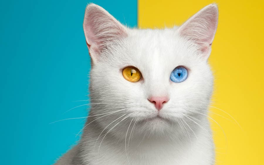 土耳其國寶異色雙瞳的凡貓