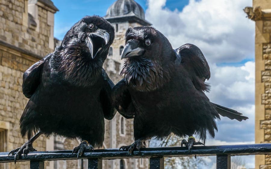 倫敦塔渡鴉