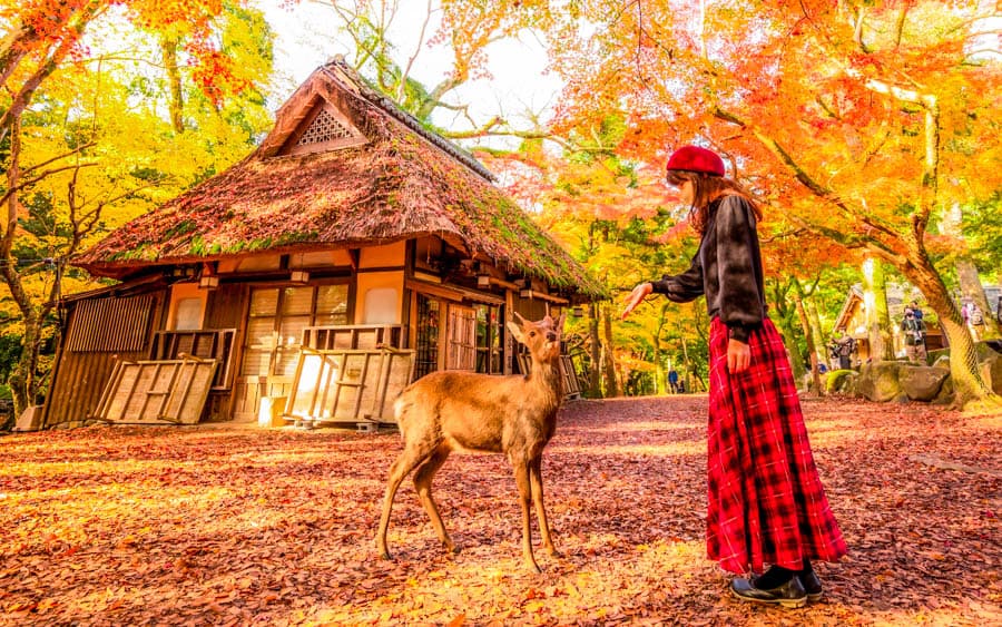 在日本奈良用仙貝餵鹿