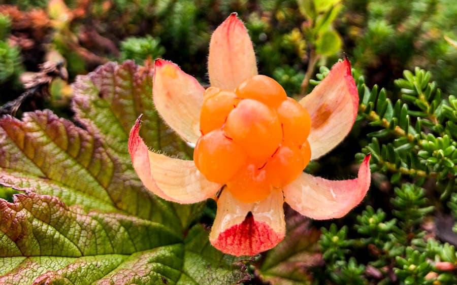 生長於拉普蘭地區的漿果-雲莓