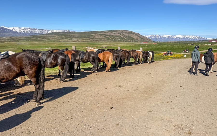 冰島馬靜靜等待著旅人,身後是一整片翠綠草原。
