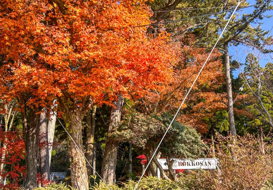 2025晴天旅遊神戶馬拉松旅跑團