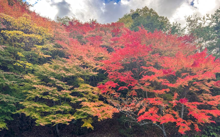 大阪勝尾寺楓葉
