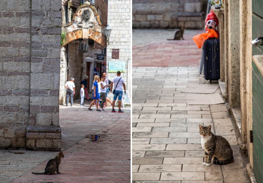 黑山共和國科托城內處處可見貓的蹤影