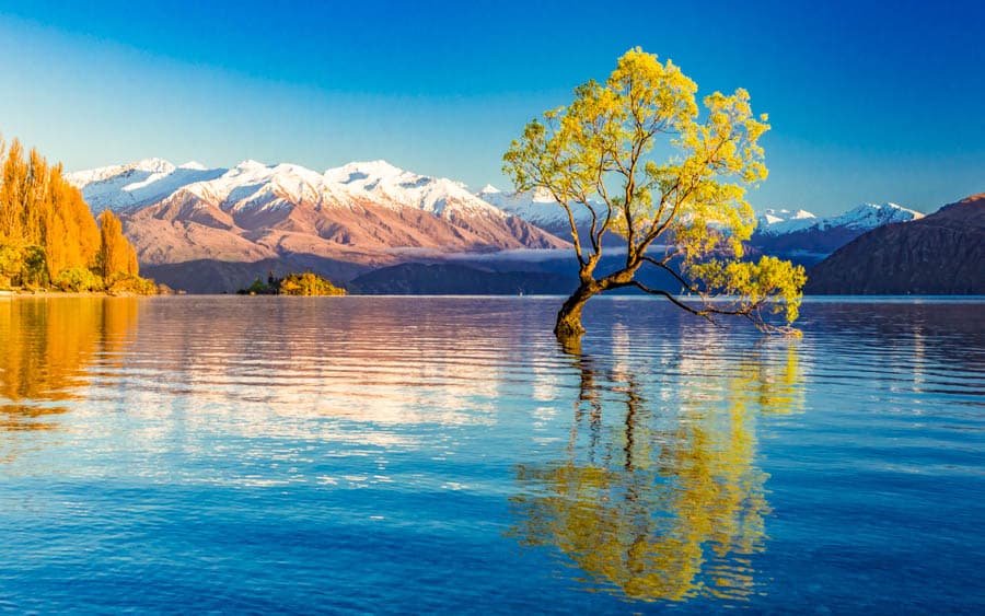 瓦納卡湖的孤獨樹