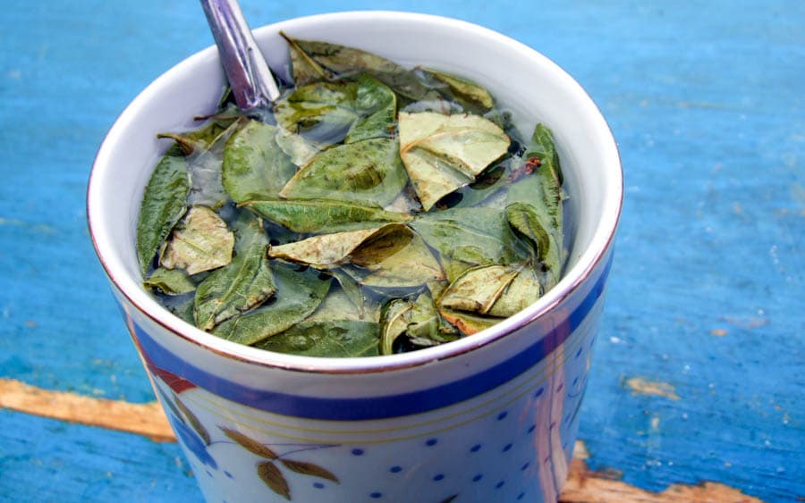 祕魯古柯葉茶