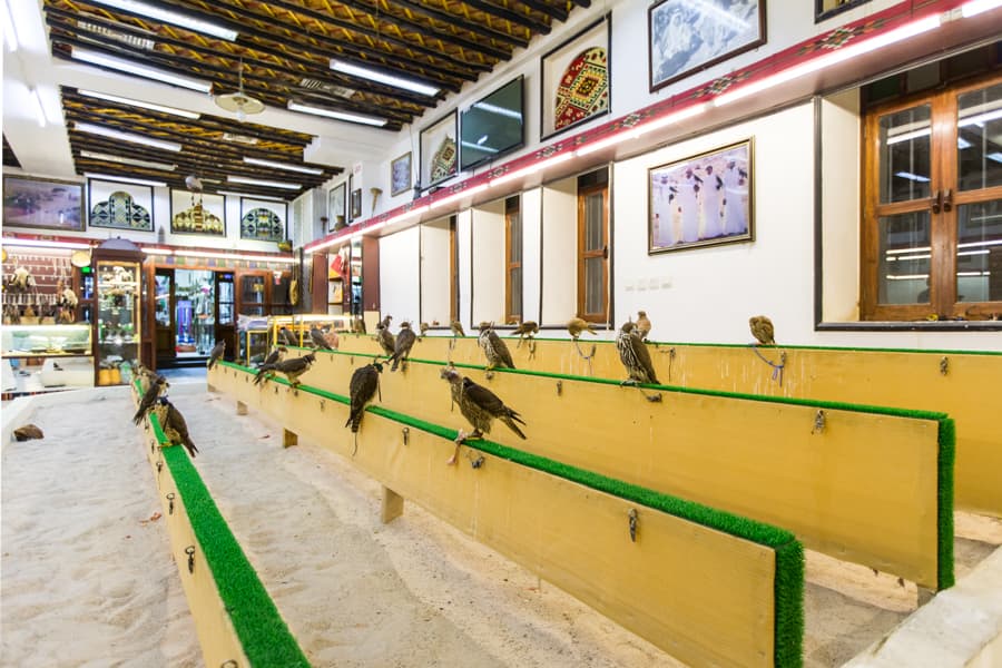 卡達獵鷹寵物店