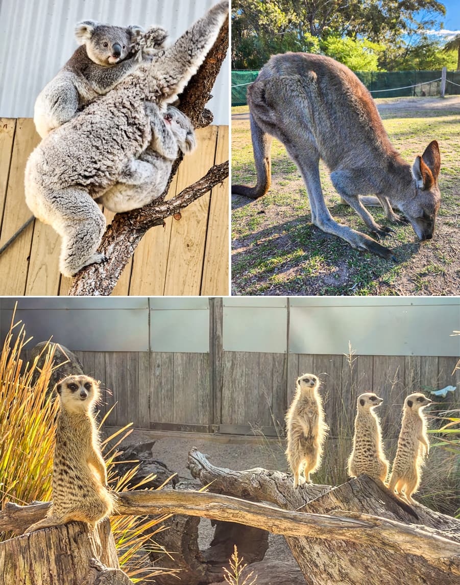 雪梨Taronga動物園