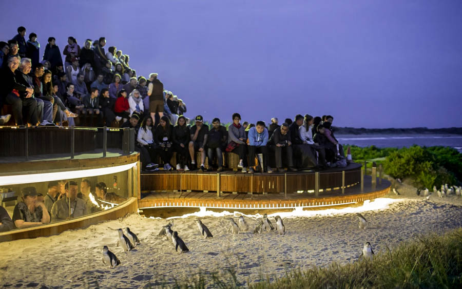 澳洲菲利浦島觀賞神仙企鵝