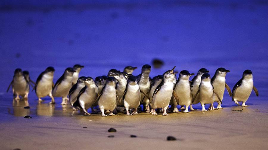 澳洲菲利浦島觀賞企鵝下班