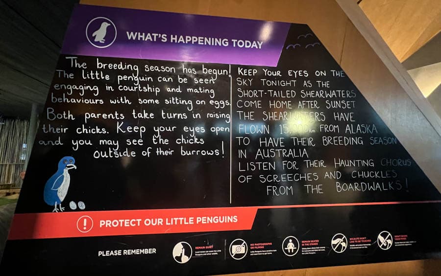 遊客中心公告企鵝現況及觀賞規定
