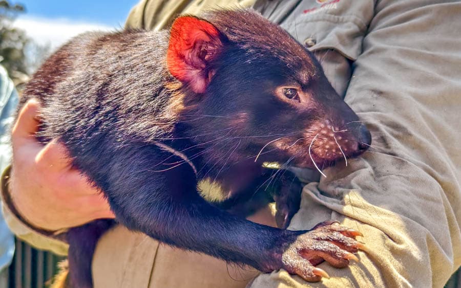 剛睡醒的袋獾滿臉迷茫