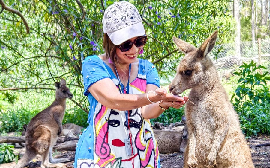 親手餵食東部灰大袋鼠是超療癒的體驗!