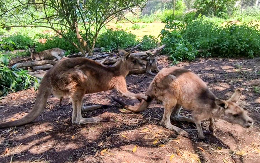 東部灰大袋鼠用手抓同伴的尾巴是一種社交互動