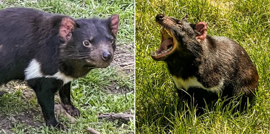 袋獾胸口白月牙是夜行戰袍,張嘴是虛張聲勢