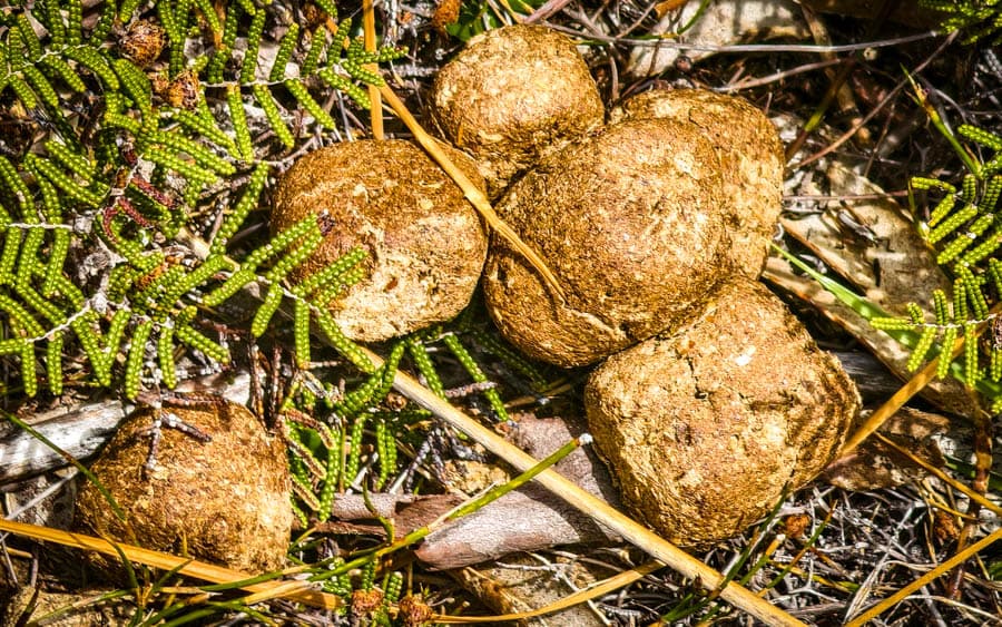 全球唯一的方塊糞便