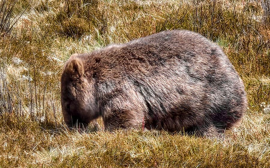 袋熊平時裝慢,衝刺時秒變噴射坦克!