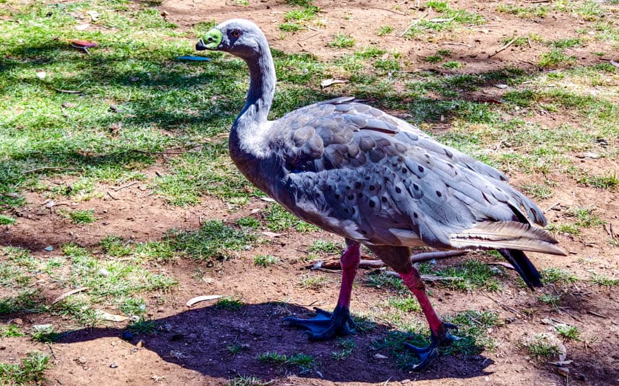 澳洲蠟嘴雁叫聲似豬,因此也被稱為豬雁