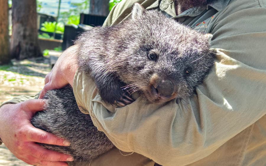 袋熊是澳洲著名的「瞌睡大王」,一天的睡眠時間長達16小時