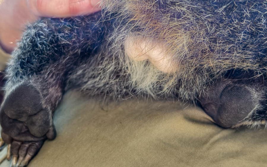 袋熊育兒袋開口向後,防挖土時寶寶吃土