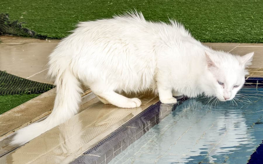 在復育中心戲水的凡貓