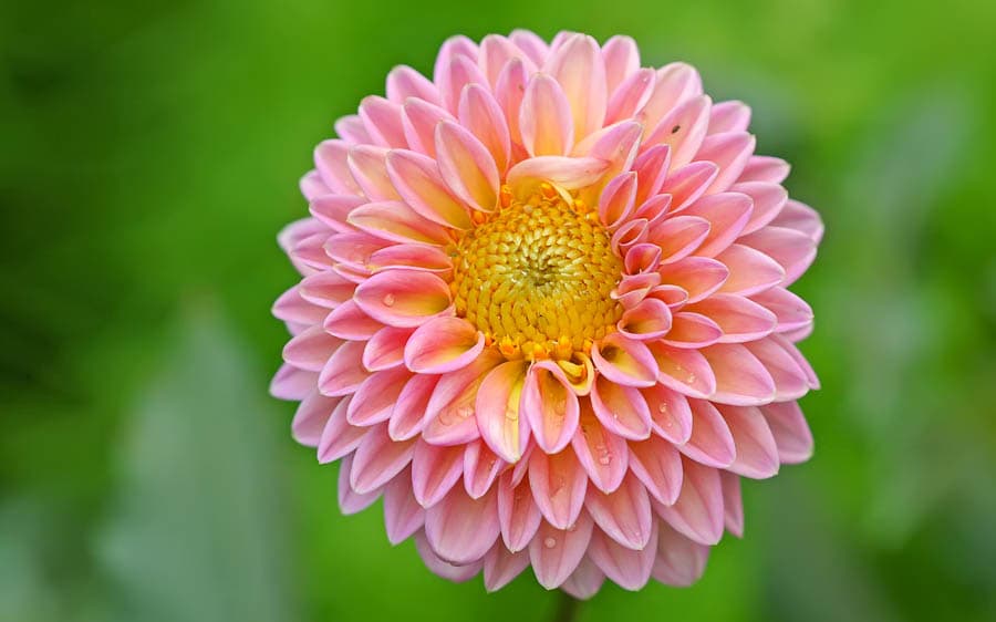 大理花Dahlia